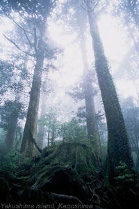 Ceder forest in Yakushima island,Kagoshima